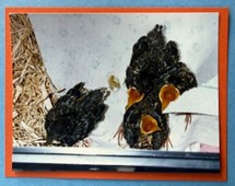 4 juvenile robins