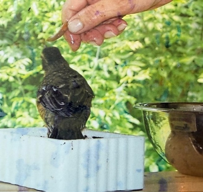 Meatloaf eating worm 2