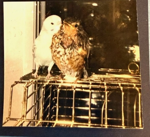 Meatloaf and Little Blue 2