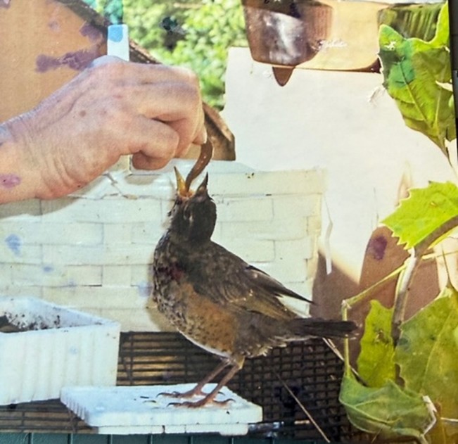 Meatloaf eating worm