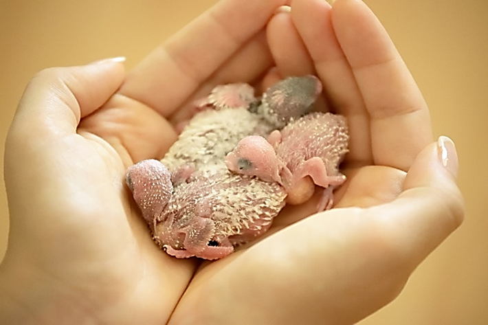 Baby hatchling parakeets in hand