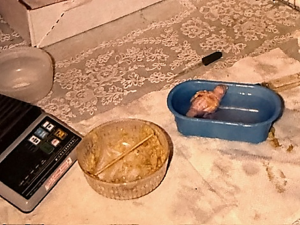 Baby parakeet in bath