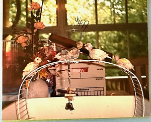 Baby parakeets learning to perch