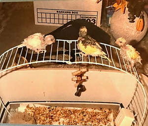 Baby parakeets learning to perch 2