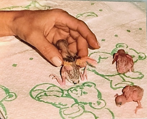 Three baby parakeets