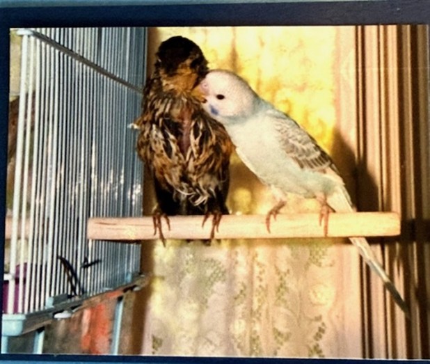 Meatloaf and Little Blue