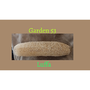 Traveling Luffa Plant