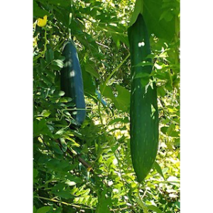 luffa in tree