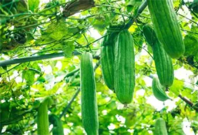 young luffa pods