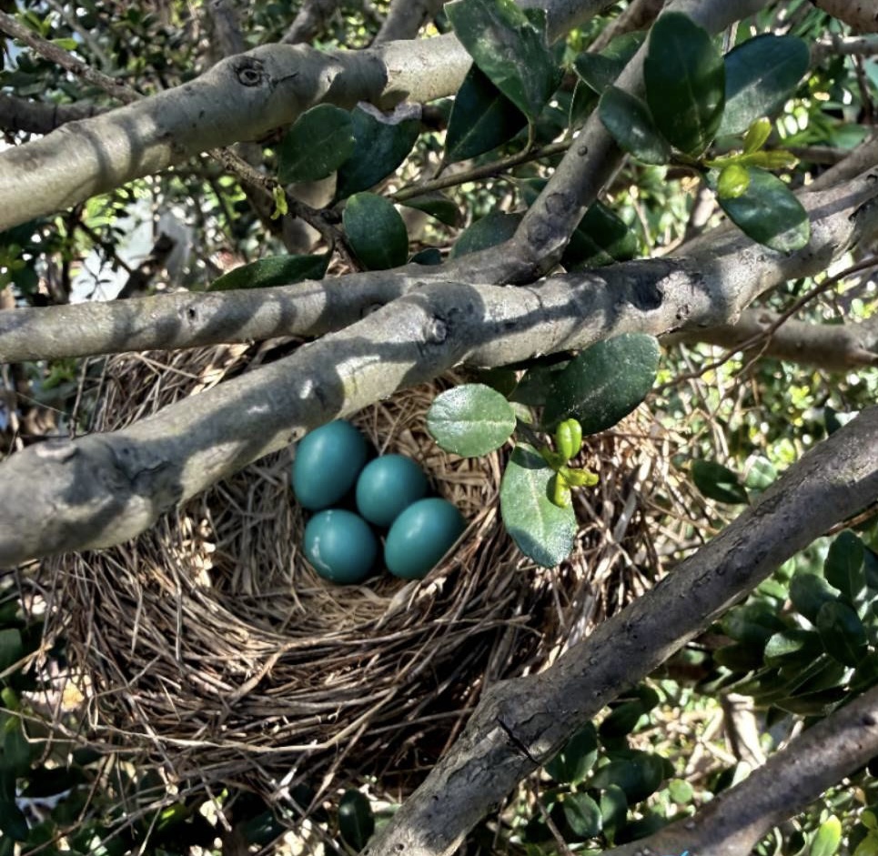 The Nest